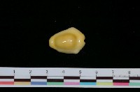 藏品(黃寶螺)的圖片